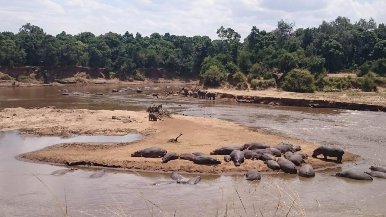 Hammerkop Migration Camp Acomodação com café da manhã Maasai Mara Exterior foto